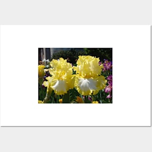 Yellow Bearded Iris Cottage Garden Flowers Posters and Art